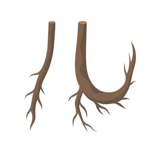 Mnemonic for ル: ROOts